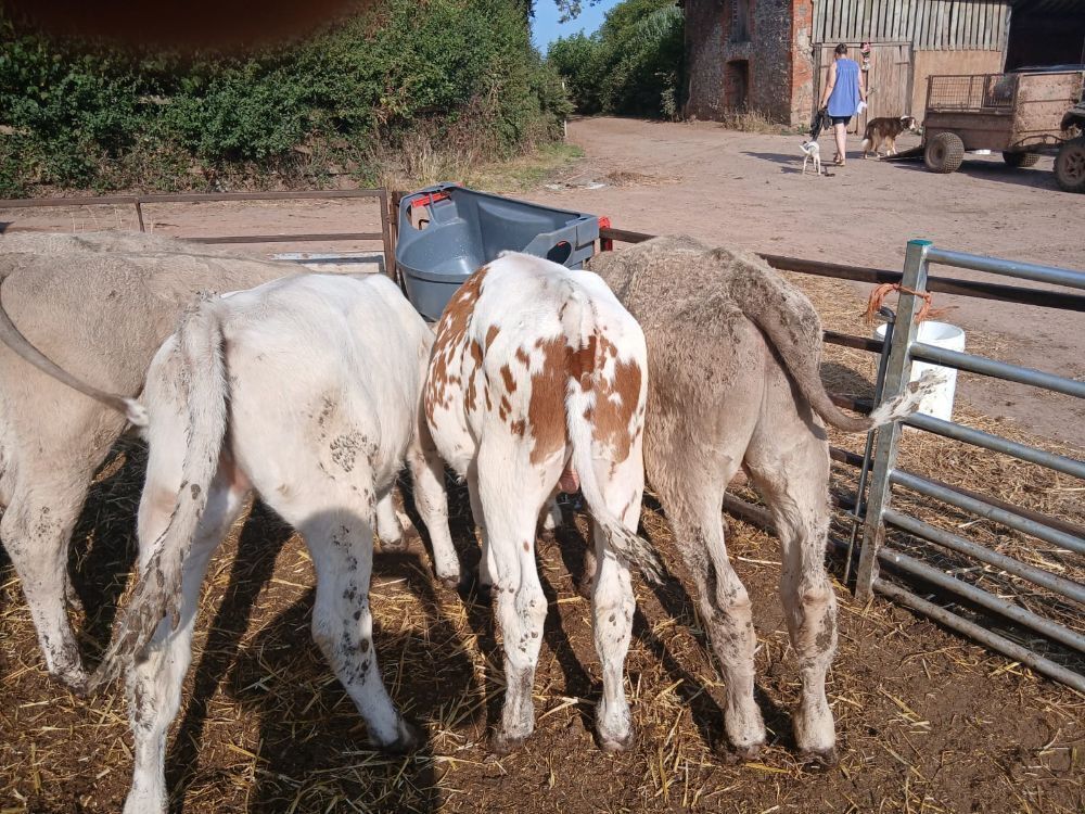 2MO FRESIAN BULL CALF