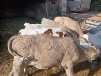 2MO FRESIAN BULL CALF - 2
