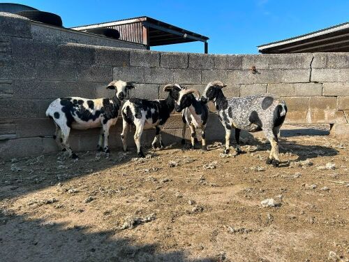 4 X 6T VALAIS BLACKNOSE X EWES - BIDS PER LIFE