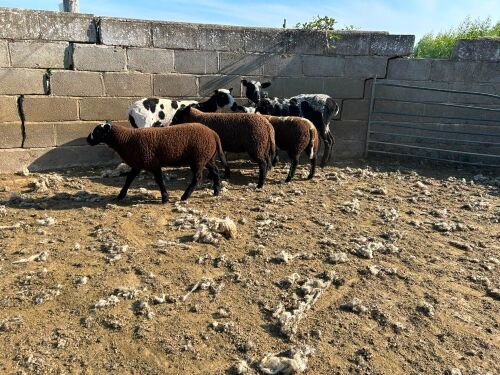 2 VALAIS BLACKNOSE X EWES & 3 LAMBS - BIDS PER LIFE
