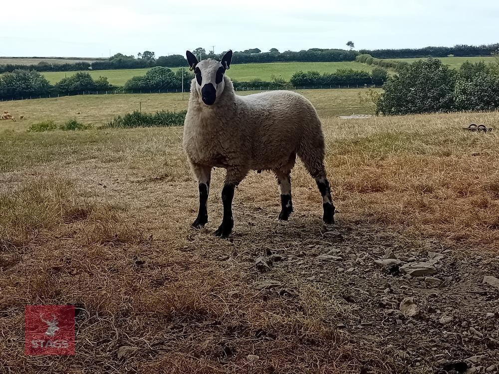 6MO PEDIGREE KERRY HILL RAM LAMB