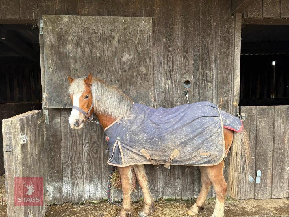 3YO WELSH PARTBRED 12.2HH MARE