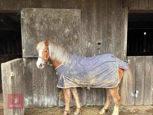 3YO WELSH PARTBRED 12.2HH MARE