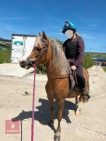3YO WELSH PARTBRED 12.2HH MARE - 6