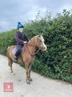 3YO WELSH PARTBRED 12.2HH MARE - 7