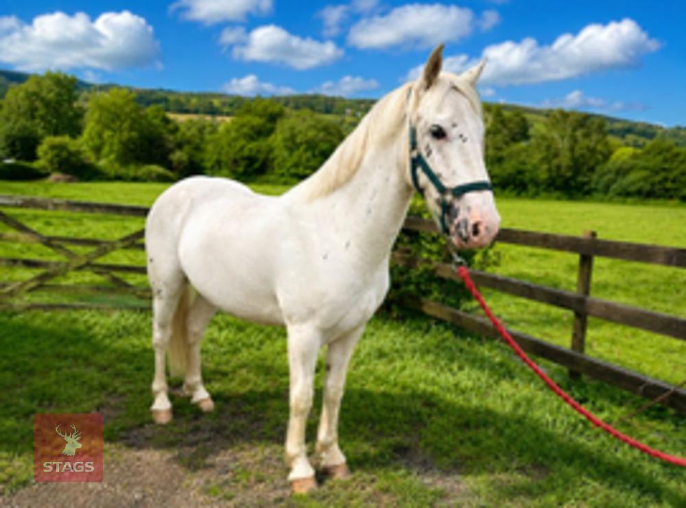 2YO APPALOOSA X COB 14.22HH GELDING