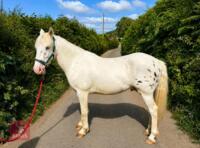 2YO APPALOOSA X COB 14.22HH GELDING - 3
