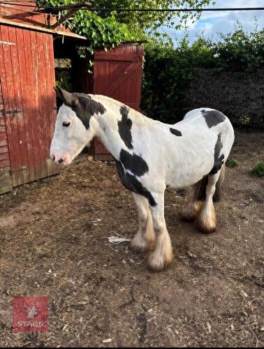4YO 11.2HH MINI COB MARE