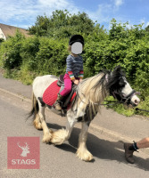 4YO 11.2HH MINI COB MARE - 2