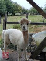 5YO MACHO ALPACA