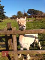 5YO MACHO ALPACA - 2
