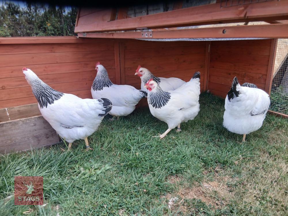 2 LIGHT SUSSEX POL HENS