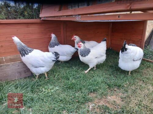 2 LIGHT SUSSEX POL HENS