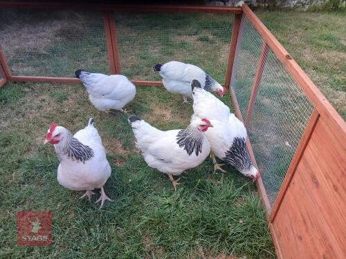 2 LIGHT SUSSEX POL HENS