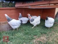 2 LIGHT SUSSEX POL HENS - 3