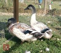 TRIO OF MIXED BREED DUCKS - 3