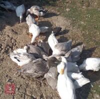 TRIO OF MIXED BREED DUCKS - 4