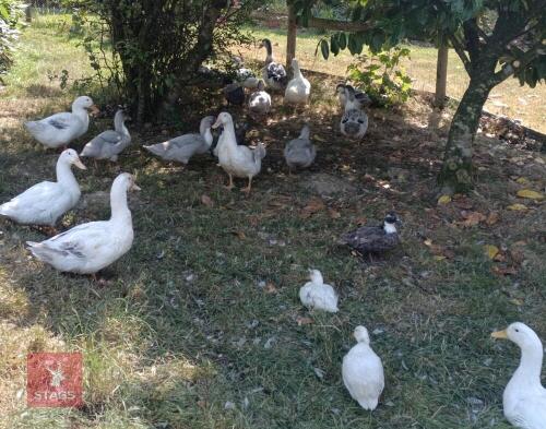 PAIR OF LARGE BREED WHITE DUCKS