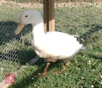 PAIR OF LARGE BREED WHITE DUCKS - 4