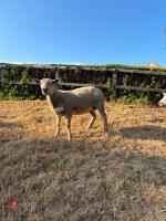 2T BELTEX EWE - 4