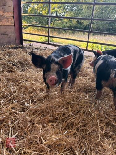 3 GOS X BERKSHIRE WEANERS