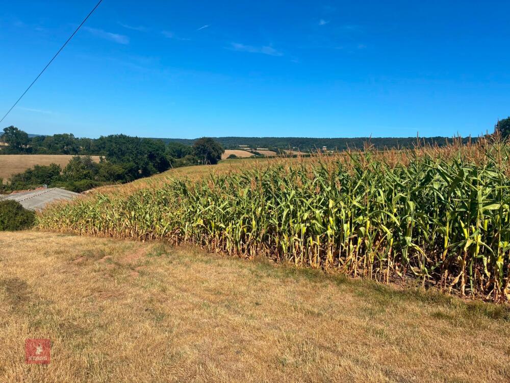 45 ACRES OF STANDING MAIZE