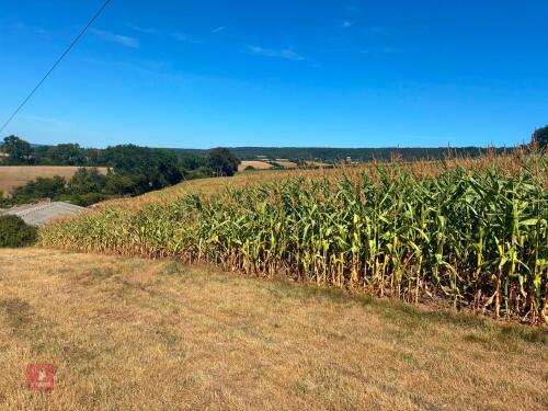 45 ACRES OF STANDING MAIZE