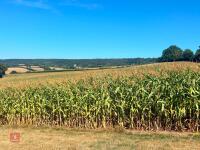 45 ACRES OF STANDING MAIZE - 2