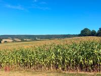 45 ACRES OF STANDING MAIZE - 3