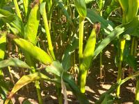 45 ACRES OF STANDING MAIZE - 4