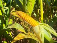 45 ACRES OF STANDING MAIZE - 6