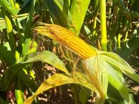 45 ACRES OF STANDING MAIZE - 7