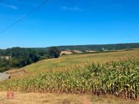 45 ACRES OF STANDING MAIZE - 8