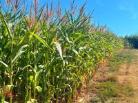 45 ACRES OF STANDING MAIZE - 9