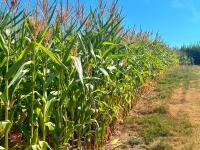 45 ACRES OF STANDING MAIZE - 10