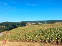 45 ACRES OF STANDING MAIZE - 11