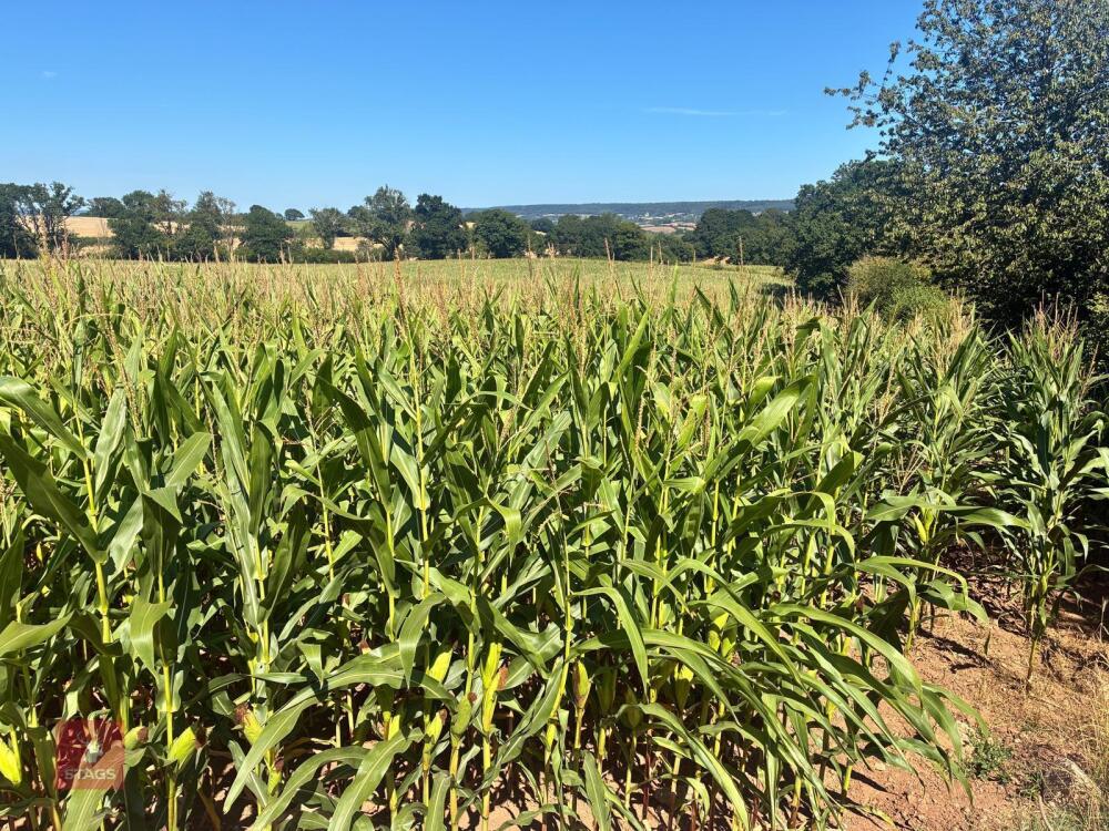 25 ACRES OF STANDING MAIZE