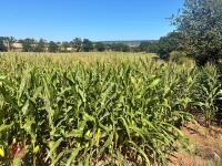 25 ACRES OF STANDING MAIZE