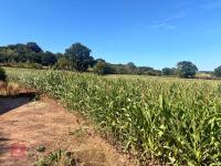 25 ACRES OF STANDING MAIZE - 2