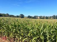 25 ACRES OF STANDING MAIZE - 3