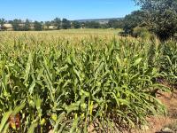 25 ACRES OF STANDING MAIZE - 4
