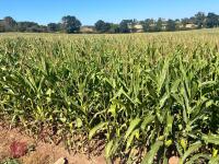 25 ACRES OF STANDING MAIZE - 5