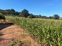 25 ACRES OF STANDING MAIZE - 6