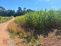 25 ACRES OF STANDING MAIZE - 7