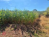 25 ACRES OF STANDING MAIZE - 8