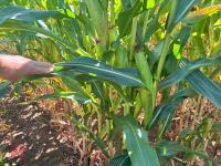 25 ACRES OF STANDING MAIZE - 9