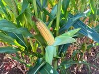 25 ACRES OF STANDING MAIZE - 10