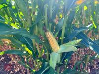 25 ACRES OF STANDING MAIZE - 11