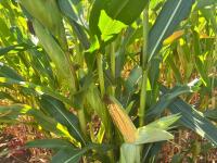 25 ACRES OF STANDING MAIZE - 12