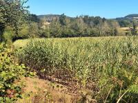 25 ACRES OF STANDING MAIZE - 13